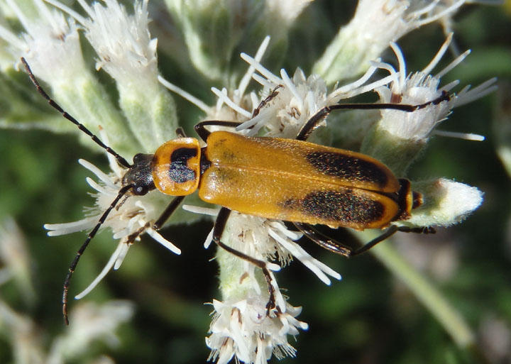 Chauliognathus pensylvanicus; Pennsylvania Leatherwing