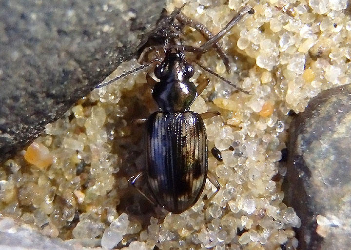 Bembidion versicolor complex; Ground Beetle species
