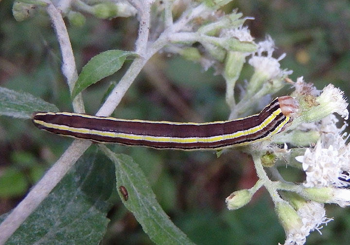 10304 - Trichordestra legitima; Striped Garden Caterpillar
