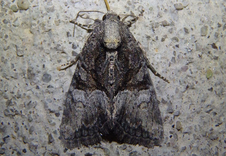 9413.2 - Neoligia invenusta; Noctuid Moth species