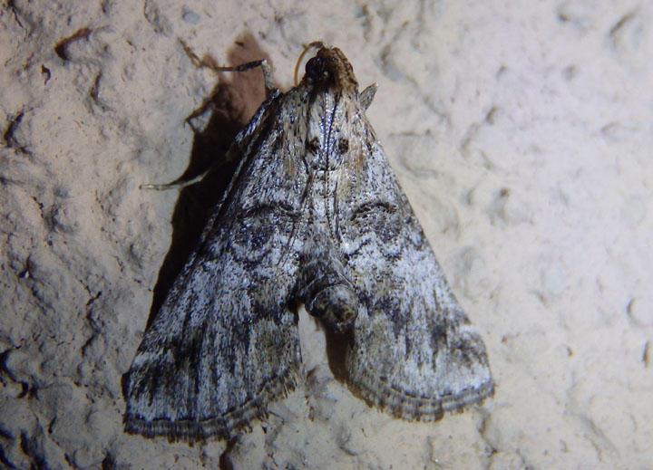 5585 - Toripalpus trabalis; Pyralid Moth species