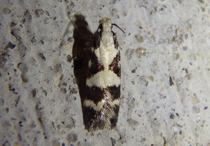 2078 - Chionodes fructuaria; Twirler moth species