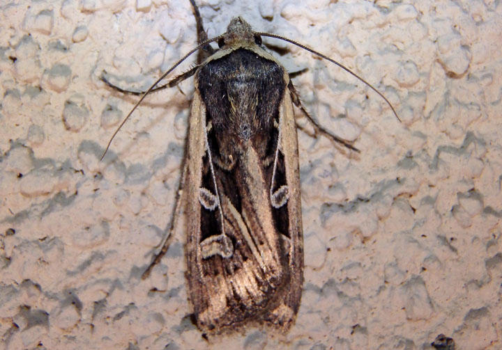 10702-10868 - Euxoa Dart Moth species