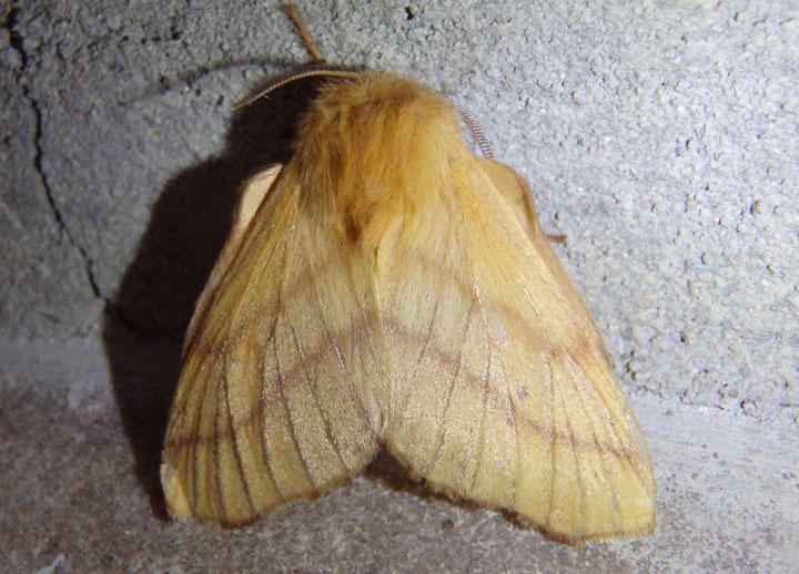 7698 - Malacosoma disstria; Forest Tent Caterpillar Moth 
