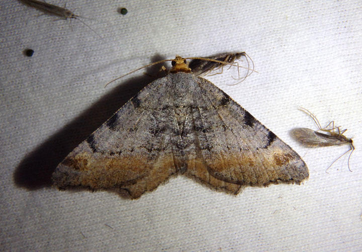 6338 - Macaria adonis; Geometrid Moth species