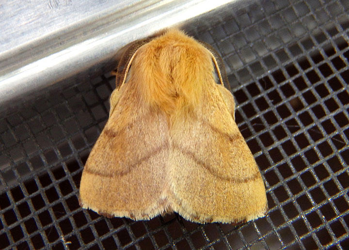 7698 - Malacosoma disstria; Forest Tent Caterpillar Moth