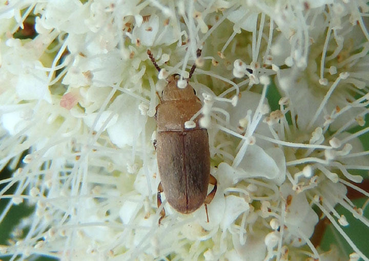 Antherophagus ochraceus; Silken Fungus Beetle species