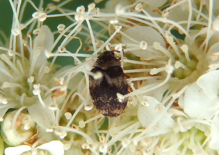 Anthrenus fuscus; Carpet Beetle species