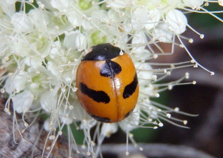 Coccinella monticola; Mountain Lady Beetle