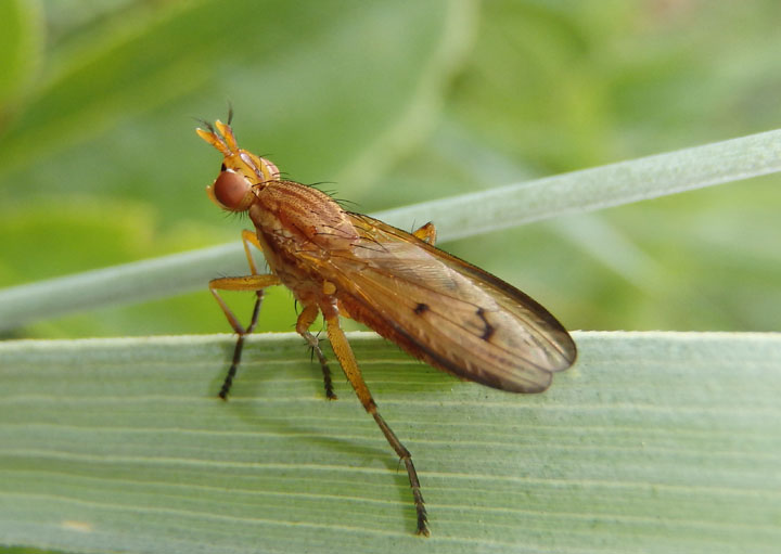 Tetanocera plebeja; Marsh Fly species