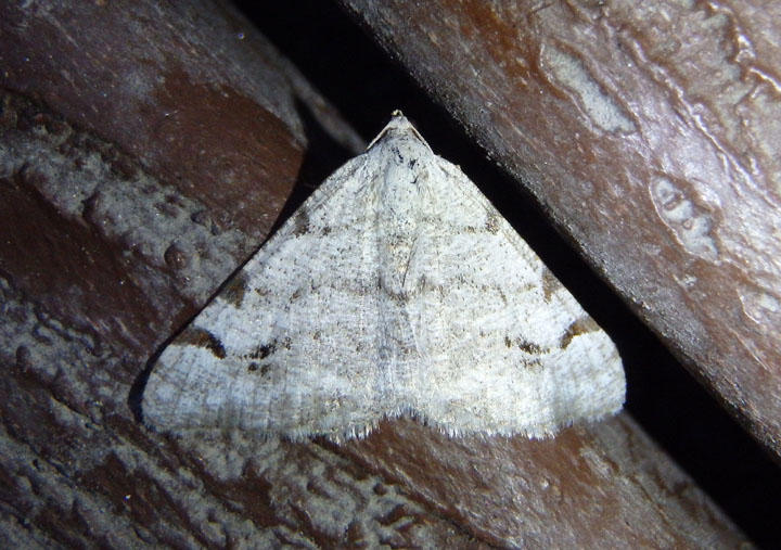 6374.1 - Digrammia ubiquitata; Geometrid Moth species