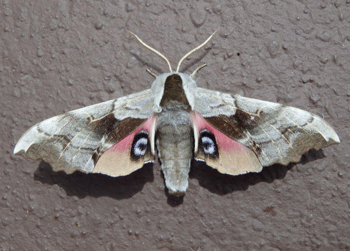 7822.2 - Smerinthus astarte; Sphinx Moth species
