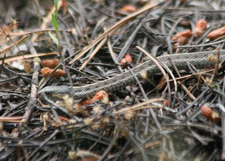 Western Terrestrial Garter Snake
