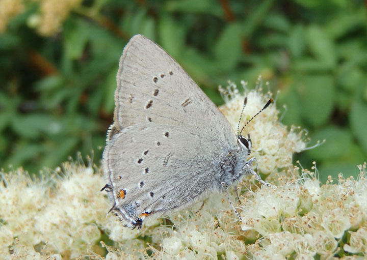 Satyrium sylvinus; Sylvan Hairstreak