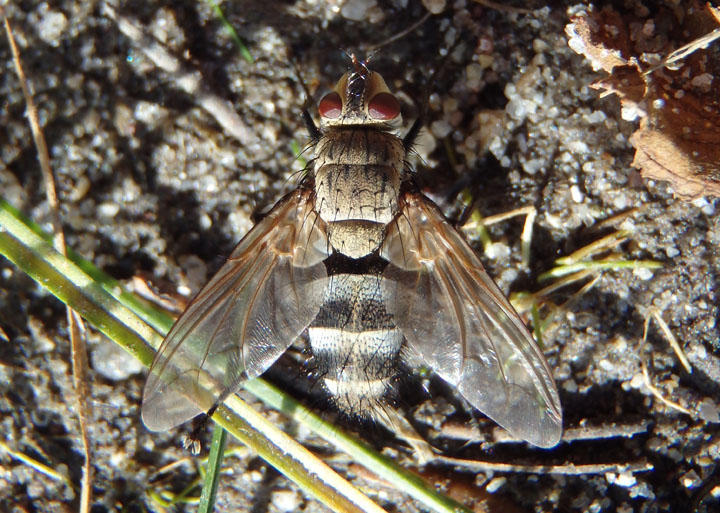 Zelia Tachinid Fly species