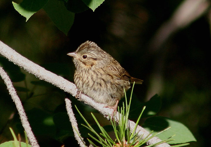 Lincolns Sparrow; juvenile