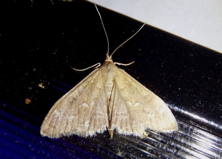 5137 - Mecyna mustelinalis; Crambid Snout Moth species
