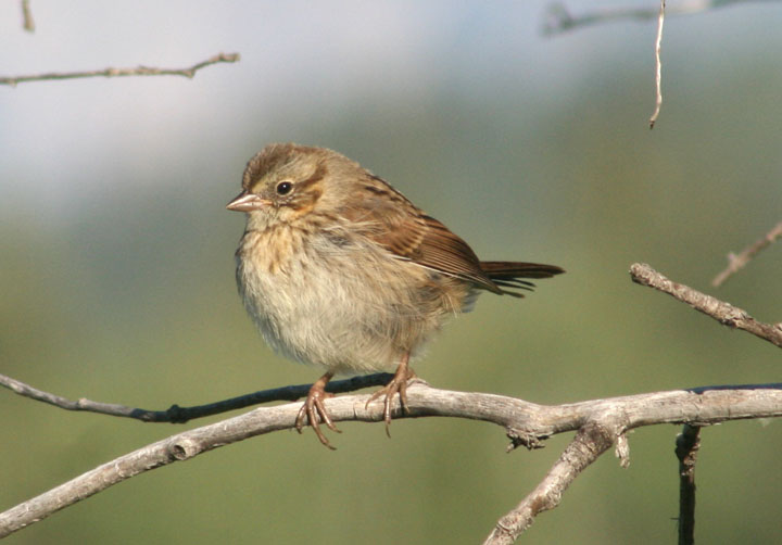 Song Sparrow; juvenile