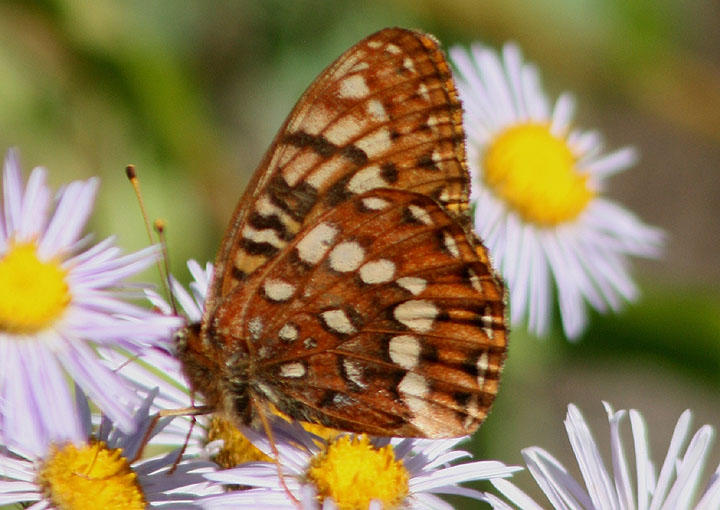 Speyeria hydaspe; Hydaspe Fritillary; male