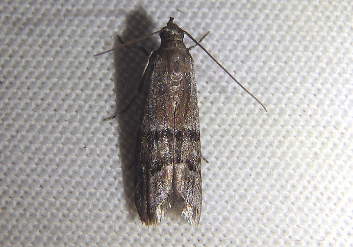 6009.1 - Vitula aegerella; Pyralid Moth species
