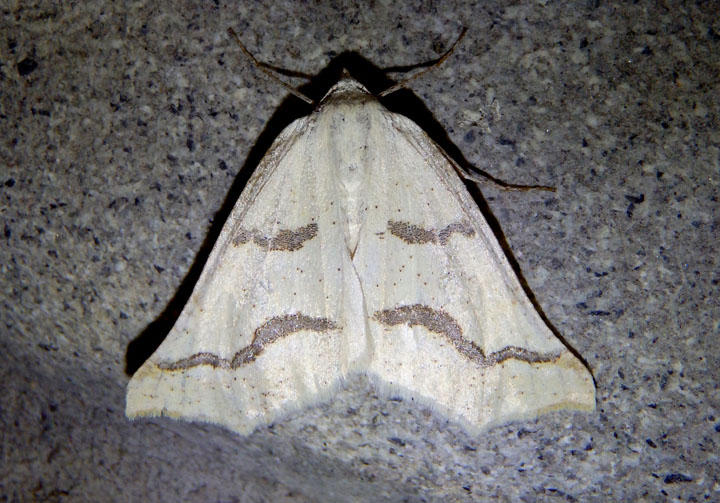 6852 - Eriplatymetra coloradaria; Geometrid Moth species