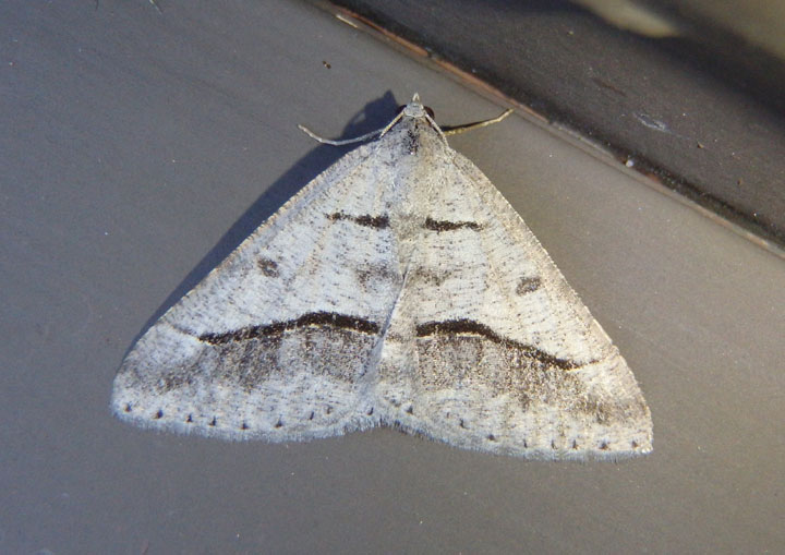 6396 - Digrammia neptaria; Dark-bordered Granite Moth 