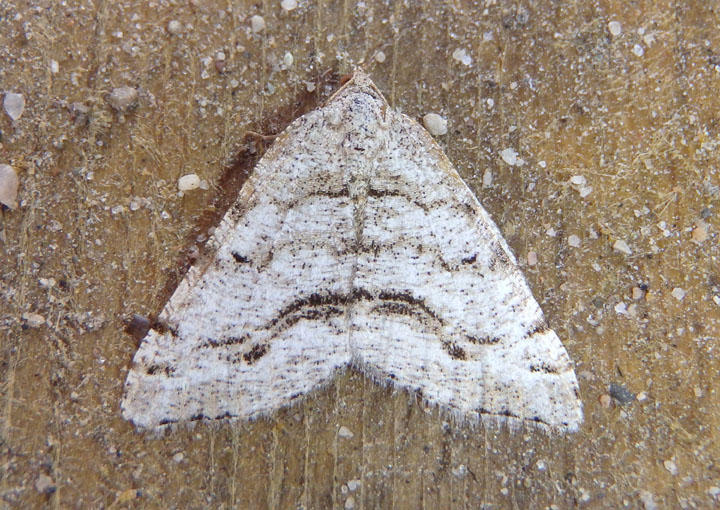 6273-6317 - Speranza Geometrid Moth species