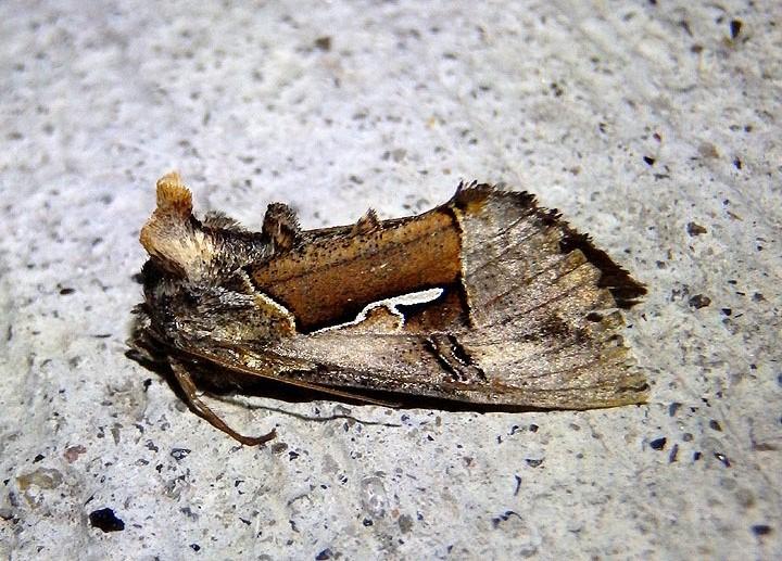 8932 - Syngrapha sackenii; Owlet Moth species