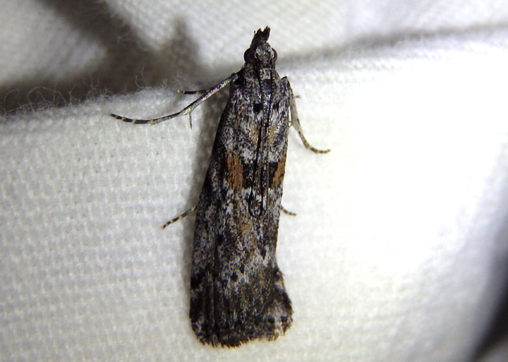 5812 - Telethusia ovalis; Pyralid  Moth species