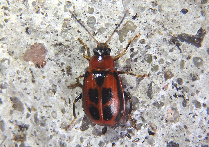 Cerotoma trifurcata; Bean Leaf Beetle