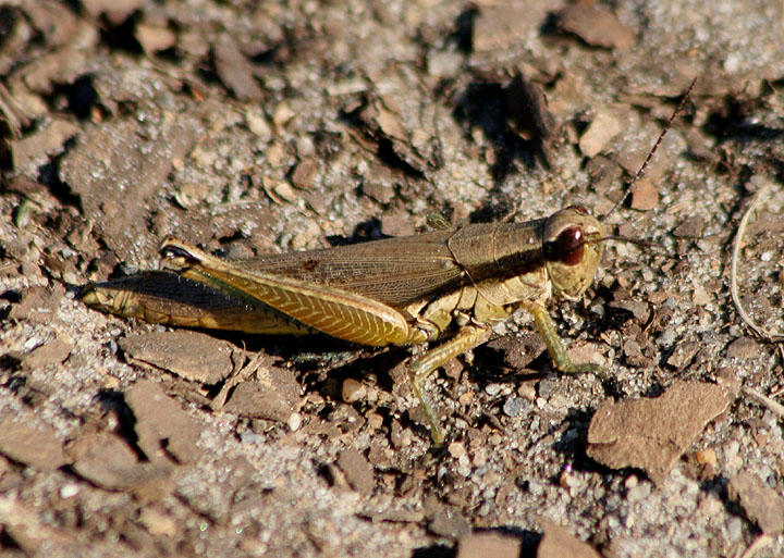 Paroxya clavuliger; Olive-green Swamp Grasshopper; female