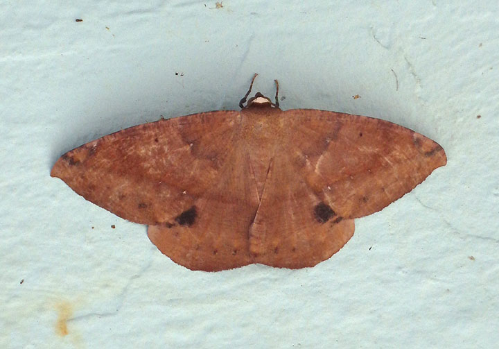 6967 - Oxydia vesulia; Spurge Spanworm Moth