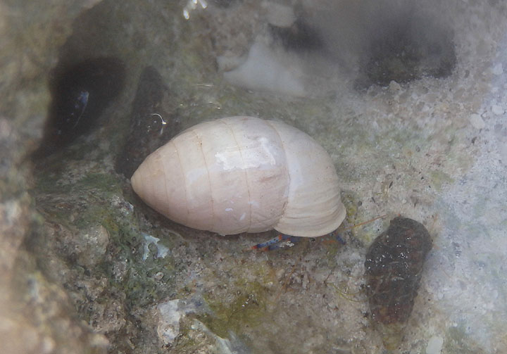 Tricolored Hermit Crab inhabiting Cerion land snail shell