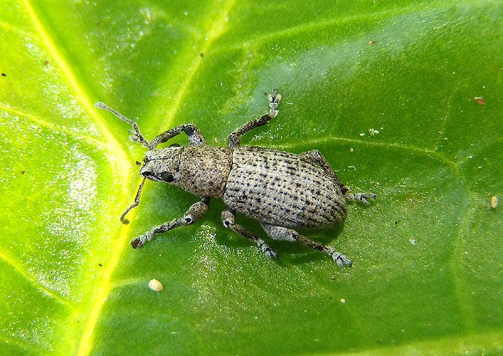 Artipus floridanus; Little Leaf Notcher