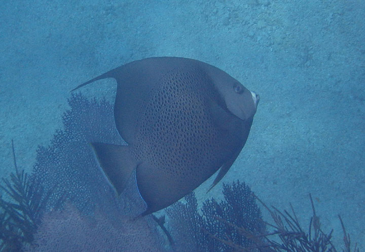 Gray Angelfish