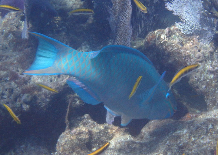 Queen Parrotfish; terminal phase