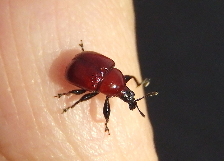 Homoeolabus analis; Leaf-Rolling Weevil species; female