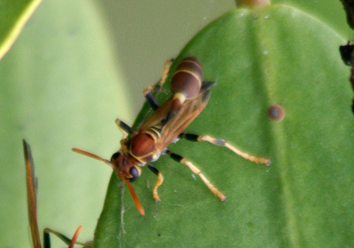Mischocyttarus mexicanus; Paper Wasp species