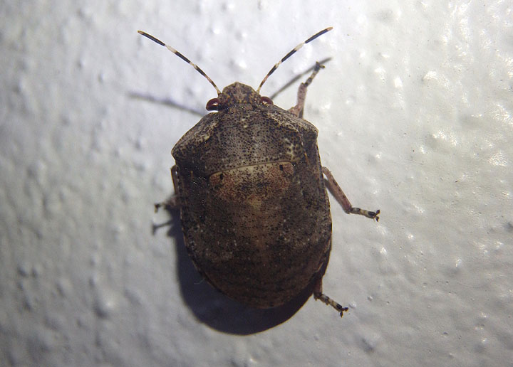 Tetyra antillarum; Shield-backed Bug species