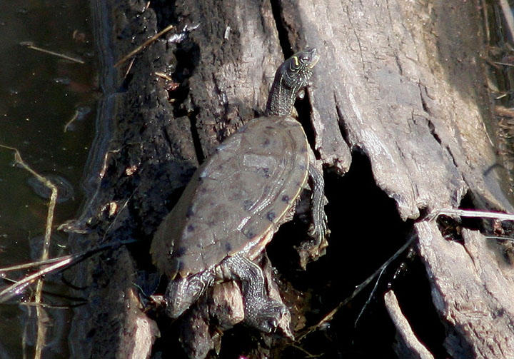 False Map Turtle 