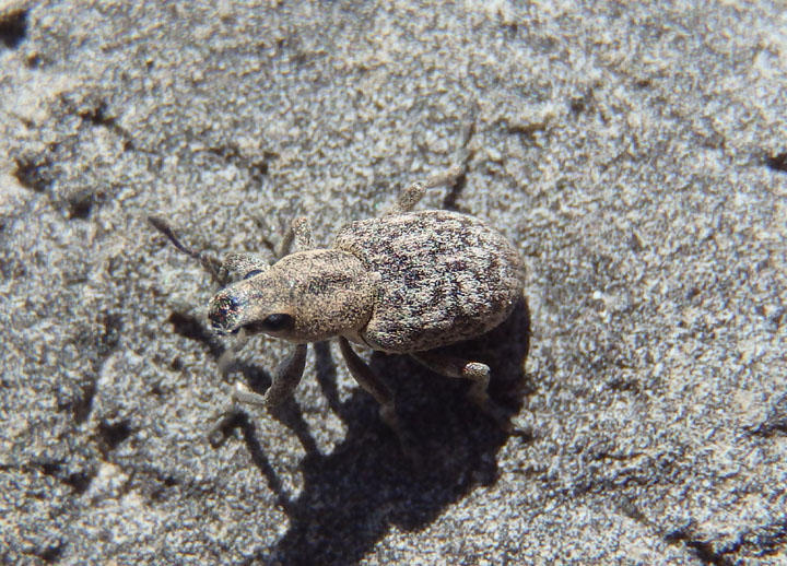 Tanymecus confusus; Broad-nosed Weevil species