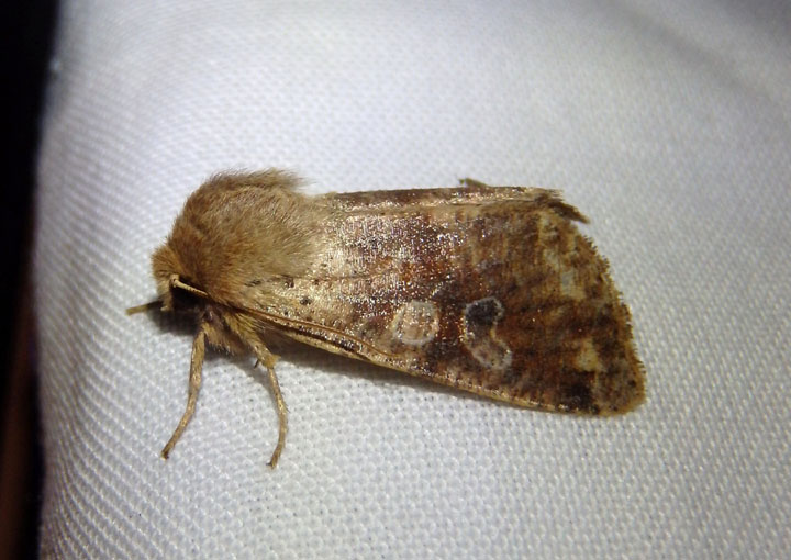 10487 - Orthosia rubescens; Ruby Quaker
