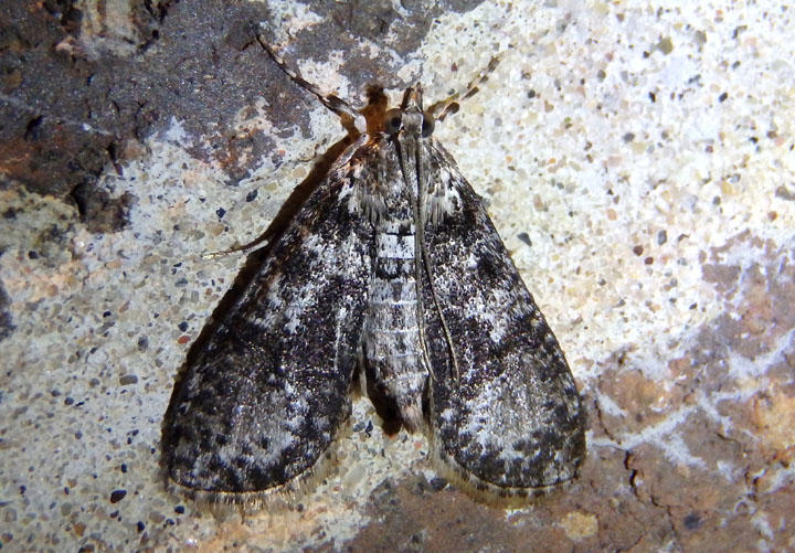 5226 - Palpita magniferalis; Splendid Palpita