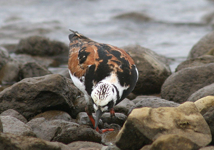 Ruddy Turnstone; breeding