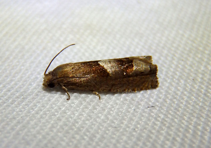 3171 - Epiblema boxcana; Tortricid Moth species