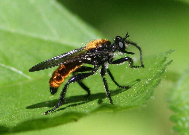 Laphria sericea/aktis complex; Robber Fly species