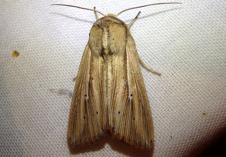 10456 - Leucania adjuta; Adjutant Wainscot