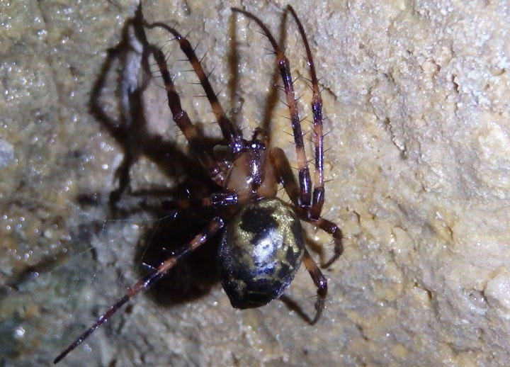 Meta ovalis; Cave Orb Weaver species