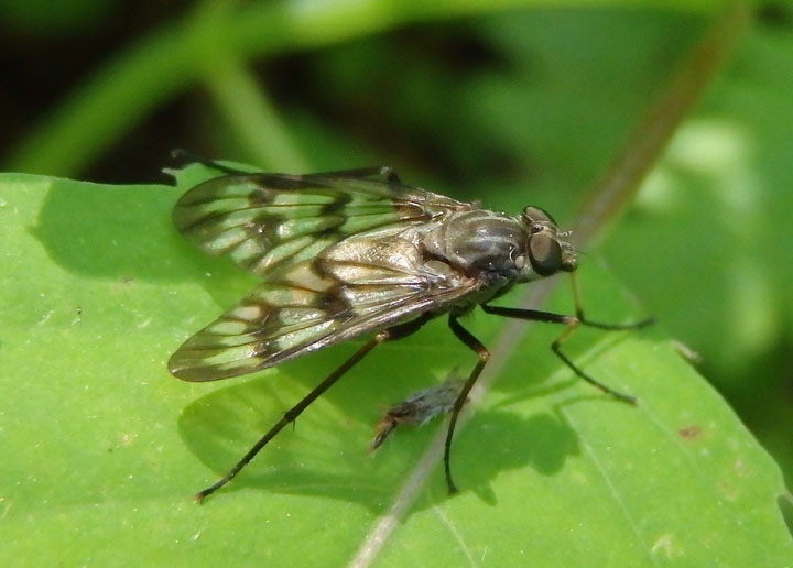 Rhagio mystaceus; Common Snipe Fly; female