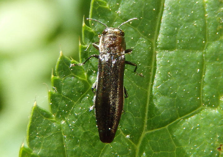 Agrilus Metallic Wood-boring Beetle species